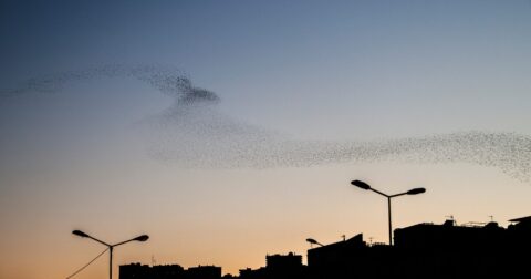 Nuée d'oiseau dans le ciel