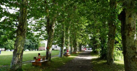 Photo du centre de loisirs du Bordelan, une allée d'arbre