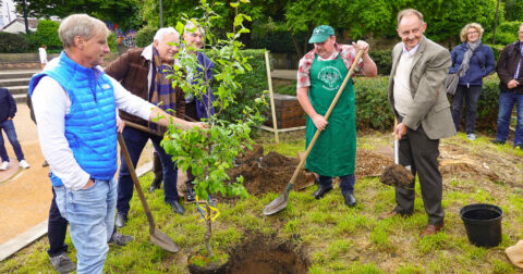 plantation d'un arbre